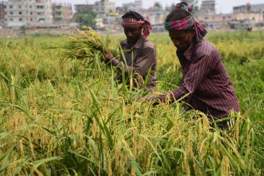Bangladeşli çiftçiler, Bangladeş 'in Dhaka kentindeki Gabtoli' de hasattan sonra çeltik topluyor. 10 Mayıs 2017 'de Bangladeşli çiftçiler, Bangladeş, Dhaka' daki Ashulia 'da hasat sonrası çeltik biçiyor ve topluyor.. 