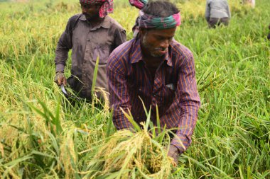 Bangladeşli çiftçiler, Bangladeş 'in Dhaka kentindeki Gabtoli' de hasattan sonra çeltik topluyor. 10 Mayıs 2017 'de Bangladeşli çiftçiler, Bangladeş, Dhaka' daki Ashulia 'da hasat sonrası çeltik biçiyor ve topluyor.. 