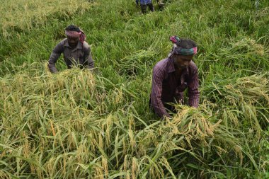 Bangladeşli çiftçiler, Bangladeş 'in Dhaka kentindeki Gabtoli' de hasattan sonra çeltik topluyor. 10 Mayıs 2017 'de Bangladeşli çiftçiler, Bangladeş, Dhaka' daki Ashulia 'da hasat sonrası çeltik biçiyor ve topluyor.. 