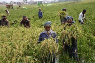 Bangladeşli çiftçiler, Bangladeş 'in Dhaka kentindeki Gabtoli' de hasattan sonra çeltik topluyor. 10 Mayıs 2017 'de Bangladeşli çiftçiler, Bangladeş, Dhaka' daki Ashulia 'da hasat sonrası çeltik biçiyor ve topluyor.. 