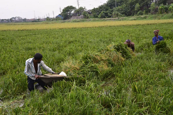 Αγρότες Του Μπαγκλαντές Κόβουν Και Συλλέγουν Paddy Μετά Συγκομιδή Στο — Φωτογραφία Αρχείου