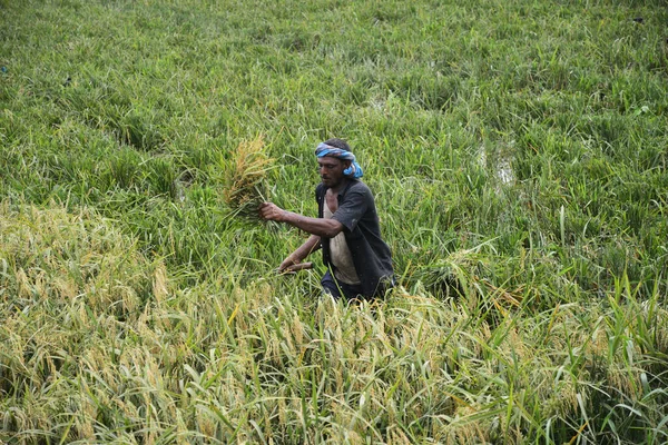 Agricultores Bangladesíes Cortan Recogen Arroz Después Cosecha Gabtoli Daca Bangladesh —  Fotos de Stock