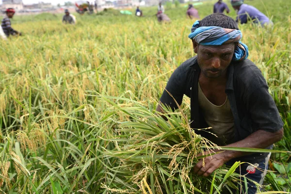 Agricultores Bangladesíes Cortan Recogen Arroz Después Cosecha Gabtoli Daca Bangladesh —  Fotos de Stock