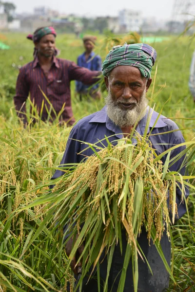 Bangladeşli çiftçiler, Bangladeş 'in Dhaka kentindeki Gabtoli' de hasattan sonra çeltik topluyor. 10 Mayıs 2017 'de Bangladeşli çiftçiler, Bangladeş, Dhaka' daki Ashulia 'da hasat sonrası çeltik biçiyor ve topluyor.. 