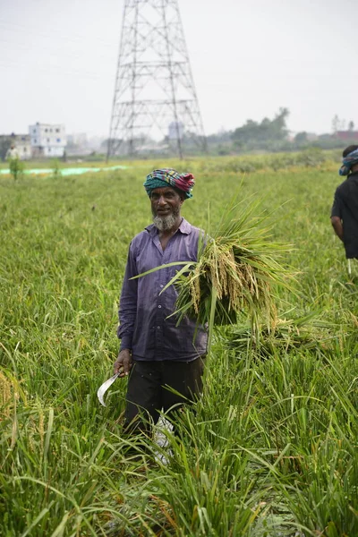 Bangladeşli çiftçiler, Bangladeş 'in Dhaka kentindeki Gabtoli' de hasattan sonra çeltik topluyor. 10 Mayıs 2017 'de Bangladeşli çiftçiler, Bangladeş, Dhaka' daki Ashulia 'da hasat sonrası çeltik biçiyor ve topluyor.. 
