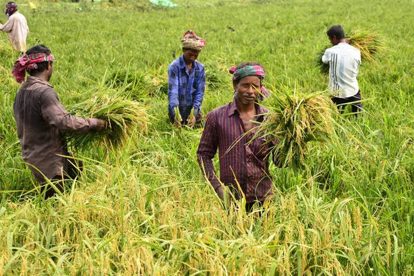 Bangladéšští Farmáři Kácejí Sbírají Neloupanou Rýži Sklizni Gabtoli Dháce Bangladéši — Stock fotografie