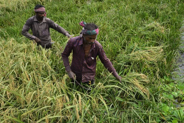 Bangladeşli çiftçiler, Bangladeş 'in Dhaka kentindeki Gabtoli' de hasattan sonra çeltik topluyor. 10 Mayıs 2017 'de Bangladeşli çiftçiler, Bangladeş, Dhaka' daki Ashulia 'da hasat sonrası çeltik biçiyor ve topluyor.. 