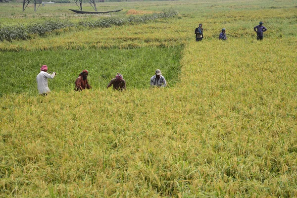 Αγρότες Του Μπαγκλαντές Κόβουν Και Συλλέγουν Paddy Μετά Συγκομιδή Στο — Φωτογραφία Αρχείου