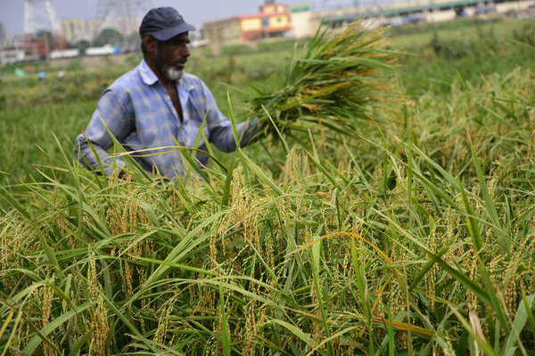 Бангладешские фермеры режут и собирают рис после сбора урожая в Габтоли в Дакке, Бангладеш, 10 мая, бангладешские фермеры режут и собирают рис после сбора урожая в Ашулии в Дакке, Бангладеш, 10 мая 2017 года
. 