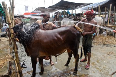 Sığır satıcıları, 27 Temmuz 2020 'de Bangladeş' in Dhaka kentinde Kurban Festivali 'nin önündeki bir sığır pazarında öküzü yıkıyor.. 