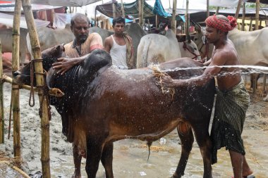 Sığır satıcıları, 27 Temmuz 2020 'de Bangladeş' in Dhaka kentinde Kurban Festivali 'nin önündeki bir sığır pazarında öküzü yıkıyor.. 