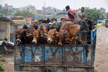 Sığır tüccarları, 27 Temmuz 2020 'de Bangladeş' in Dhaka kentinde Kurban Bayramı öncesinde bir sığır pazarının yakınındaki bir kamyondan öküz boşaltıyorlar. Kurban Bayramı, kurban bayramı, M 'ye yapılan hac ziyaretinin bitişi.