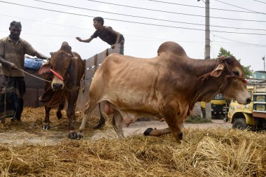 Sığır tüccarları, 27 Temmuz 2020 'de Bangladeş' in Dhaka kentinde Kurban Bayramı öncesinde bir sığır pazarının yakınındaki bir kamyondan öküz boşaltıyorlar. Kurban Bayramı, kurban bayramı, M 'ye yapılan hac ziyaretinin bitişi.