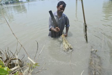 Dhaka, Bangladeş 'in Jamalpur ilçesinde jüt yıkayan çiftçiler 4 Ağustos 2020' de Dhaka, Bangladeş 'ten daha hızlı.
