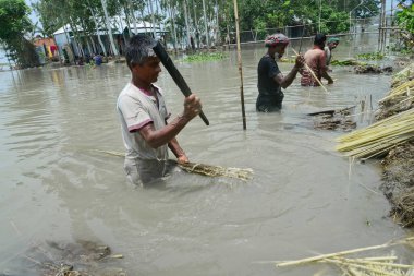Dhaka, Bangladeş 'in Jamalpur ilçesinde jüt yıkayan çiftçiler 4 Ağustos 2020' de Dhaka, Bangladeş 'ten daha hızlı.