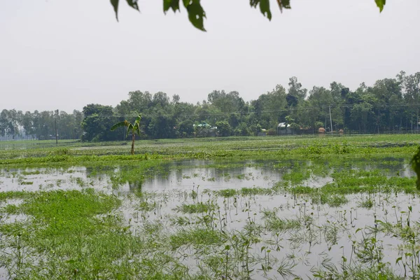 Villagers House Seen Surrounded Flood Water Jamalpur District Outskirts Dhaka — Stock Photo, Image