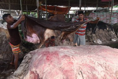 İşçiler 2 Ağustos 2020 'de Bangladeş, Dhaka' daki Aminbazar 'da korunmak için çiğ sığır derisine tuz sürüyorlar..