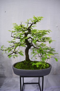  10 Ağustos 2017 'de Bangladeş' in Dhaka kentindeki sergide minyatür ağaç (Bansai ağacı) sergilendi. Bangladeş Bansai Cemiyeti, Dhaka 'da bir minyatür ağaç (Bansai ağacı) sergisi düzenledi..