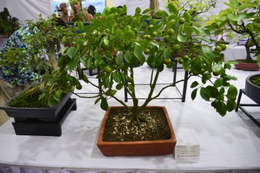  10 Ağustos 2017 'de Bangladeş' in Dhaka kentindeki sergide minyatür ağaç (Bansai ağacı) sergilendi. Bangladeş Bansai Cemiyeti, Dhaka 'da bir minyatür ağaç (Bansai ağacı) sergisi düzenledi..