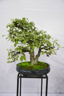  10 Ağustos 2017 'de Bangladeş' in Dhaka kentindeki sergide minyatür ağaç (Bansai ağacı) sergilendi. Bangladeş Bansai Cemiyeti, Dhaka 'da bir minyatür ağaç (Bansai ağacı) sergisi düzenledi..