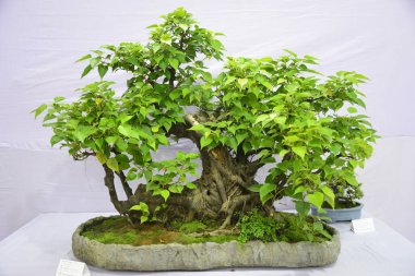  10 Ağustos 2017 'de Bangladeş' in Dhaka kentindeki sergide minyatür ağaç (Bansai ağacı) sergilendi. Bangladeş Bansai Cemiyeti, Dhaka 'da bir minyatür ağaç (Bansai ağacı) sergisi düzenledi..