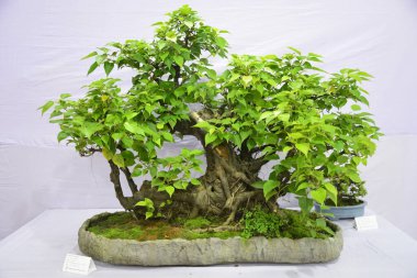  10 Ağustos 2017 'de Bangladeş' in Dhaka kentindeki sergide minyatür ağaç (Bansai ağacı) sergilendi. Bangladeş Bansai Cemiyeti, Dhaka 'da bir minyatür ağaç (Bansai ağacı) sergisi düzenledi..