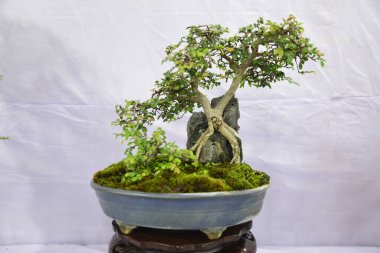  10 Ağustos 2017 'de Bangladeş' in Dhaka kentindeki sergide minyatür ağaç (Bansai ağacı) sergilendi. Bangladeş Bansai Cemiyeti, Dhaka 'da bir minyatür ağaç (Bansai ağacı) sergisi düzenledi..