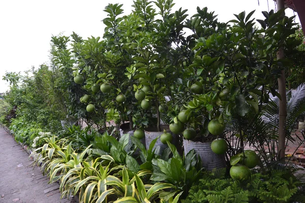 Vendedor Árboles Bangladesí Mostró Verdadero Tipo Plantación Feria Nacional Árboles —  Fotos de Stock