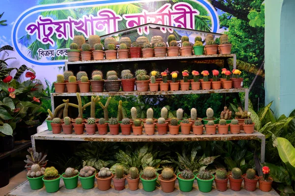 Продавець Дерев Бангладеші Показав Кактуси Правдивого Типу Національному Ярмарку Дерев — стокове фото