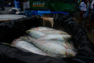 Bangladeşli satıcılar 10 Eylül 2020 'de Dhaka, Bangladeş' teki Karwan Bazar toptan balık pazarında Hilsa balığı satıyorlar.