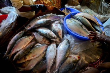 Bangladeşli satıcılar 10 Eylül 2020 'de Dhaka, Bangladeş' teki Karwan Bazar toptan balık pazarında Hilsa balığı satıyorlar.