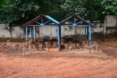 21 Eylül 2020 'de Bangladeş' in Dhaka kentindeki COVID-19 koronavirüs pandemisi nedeniyle Dhaka hayvanat bahçesindeki bir muhafaza bölgesinde görüldü. Bangladeş 'in en büyük hayvanat bahçesi yetkilileri hayvan parkında rekor bir artış olduğunu söylediler.