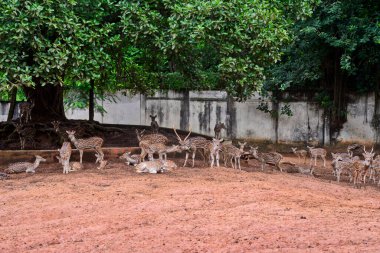 21 Eylül 2020 'de Bangladeş' in Dhaka kentindeki COVID-19 koronavirüs pandemisi nedeniyle Dhaka hayvanat bahçesindeki bir muhafaza bölgesinde görüldü. Bangladeş 'in en büyük hayvanat bahçesi yetkilileri hayvan parkında rekor bir artış olduğunu söylediler.
