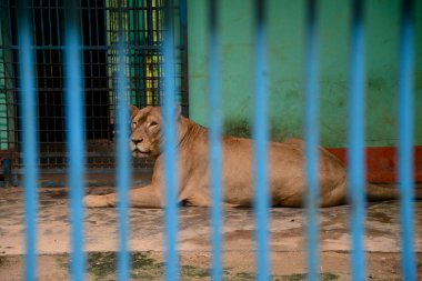 21 Eylül 2020 'de Bangladeş' in Dhaka kentindeki COVID-19 koronavirüs salgını nedeniyle Dhaka hayvanat bahçesinde kapatılan bir aslan görülüyor. Bangladeş 'in en büyük hayvanat bahçesi yetkilileri hayvan parkında rekor bir artış olduğunu söylediler. 