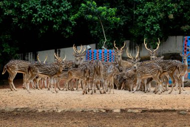 21 Eylül 2020 'de Bangladeş' in Dhaka kentindeki COVID-19 koronavirüs pandemisi nedeniyle Dhaka hayvanat bahçesindeki bir muhafaza bölgesinde görüldü. Bangladeş 'in en büyük hayvanat bahçesi yetkilileri hayvan parkında rekor bir artış olduğunu söylediler.