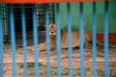 21 Eylül 2020 'de Bangladeş' in Dhaka kentindeki COVID-19 koronavirüs salgını nedeniyle Dhaka hayvanat bahçesinde kapatılan bir aslan görülüyor. Bangladeş 'in en büyük hayvanat bahçesi yetkilileri hayvan parkında rekor bir artış olduğunu söylediler. 