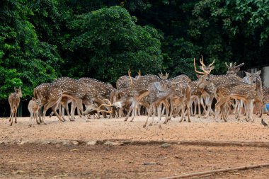 21 Eylül 2020 'de Bangladeş' in Dhaka kentindeki COVID-19 koronavirüs pandemisi nedeniyle Dhaka hayvanat bahçesindeki bir muhafaza bölgesinde görüldü. Bangladeş 'in en büyük hayvanat bahçesi yetkilileri hayvan parkında rekor bir artış olduğunu söylediler.