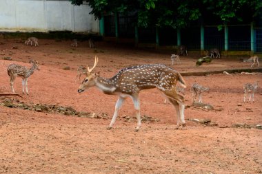 21 Eylül 2020 'de Bangladeş' in Dhaka kentindeki COVID-19 koronavirüs pandemisi nedeniyle Dhaka hayvanat bahçesindeki bir muhafaza bölgesinde görüldü. Bangladeş 'in en büyük hayvanat bahçesi yetkilileri hayvan parkında rekor bir artış olduğunu söylediler.