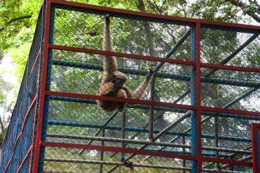 Hoolock Gibbon, Dhaka hayvanat bahçesinde 21 Eylül 2020 'de Dhaka, Bangladeş' te COVID-19 koronavirüs pandemisi nedeniyle kapalı olarak görüldü. Bangladeş 'in en büyük hayvanat bahçesi yetkilileri hayvan parkında rekor bir artış olduğunu söylediler.