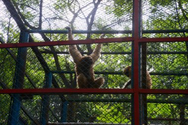 Hoolock Gibbon, Dhaka hayvanat bahçesinde 21 Eylül 2020 'de Dhaka, Bangladeş' te COVID-19 koronavirüs pandemisi nedeniyle kapalı olarak görüldü. Bangladeş 'in en büyük hayvanat bahçesi yetkilileri hayvan parkında rekor bir artış olduğunu söylediler.