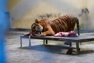 21 Eylül 2020 'de Bangladeş' in Dhaka kentindeki COVID-19 koronavirüs salgınına karşı bir önlem olarak Dhaka hayvanat bahçesinde bir kaplan yemeğini yer. Bangladeş 'in en büyük hayvanat bahçesi yetkilileri hayvan parkında rekor bir artış olduğunu söylediler. 