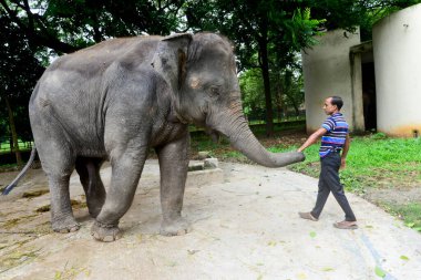 Bir işçi, Bangladeş 'in Dhaka kentindeki COVID-19 Coronavirus pandemisi nedeniyle 21 Eylül 2020' de Dhaka hayvanat bahçesinde bir fili koruma altına almak için eğitim veriyor. - Bangladeş 'in en büyük hayvanat bahçesi yetkilileri...