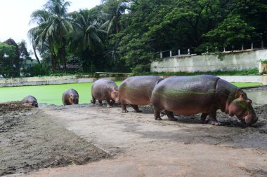 Dhaka hayvanat bahçesinde 21 Eylül 2020 tarihinde Dhaka, Bangladeş 'te COVID-19 koronavirüs pandemisi nedeniyle bir muhafaza altında görülmektedir. Bangladeş 'in en büyük hayvanat bahçesi yetkilileri hayvan parkında rekor bir artış olduğunu söylediler. 