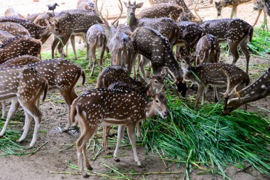 Görülen geyikler, 21 Eylül 2020 'de Bangladeş' in Dhaka kentindeki COVID-19 koronavirüs pandemisi nedeniyle kapalı olan Dhaka hayvanat bahçesinde çimen yiyorlar. - Bangladeş 'in en büyük hayvanat bahçesi yetkilileri hayvan parkında rekor bir artış olduğunu söylediler.