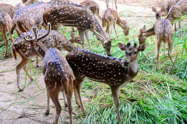 Görülen geyikler, 21 Eylül 2020 'de Bangladeş' in Dhaka kentindeki COVID-19 koronavirüs pandemisi nedeniyle kapalı olan Dhaka hayvanat bahçesinde çimen yiyorlar. - Bangladeş 'in en büyük hayvanat bahçesi yetkilileri hayvan parkında rekor bir artış olduğunu söylediler.