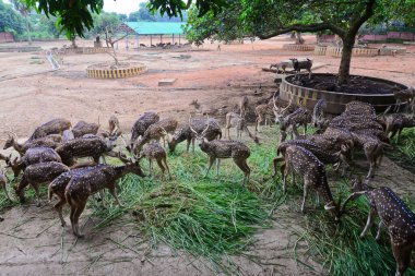 Görülen geyikler, 21 Eylül 2020 'de Bangladeş' in Dhaka kentindeki COVID-19 koronavirüs pandemisi nedeniyle kapalı olan Dhaka hayvanat bahçesinde çimen yiyorlar. - Bangladeş 'in en büyük hayvanat bahçesi yetkilileri hayvan parkında rekor bir artış olduğunu söylediler.