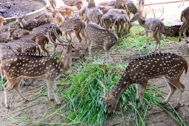 Görülen geyikler, 21 Eylül 2020 'de Bangladeş' in Dhaka kentindeki COVID-19 koronavirüs pandemisi nedeniyle kapalı olan Dhaka hayvanat bahçesinde çimen yiyorlar. - Bangladeş 'in en büyük hayvanat bahçesi yetkilileri hayvan parkında rekor bir artış olduğunu söylediler.