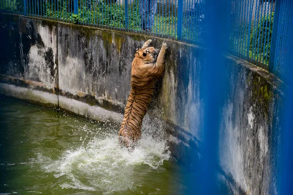 Królewski Tygrys Bengalski Ochładza Się Wodzie Zagrodzie Zoo Dhace Zamkniętej — Zdjęcie stockowe