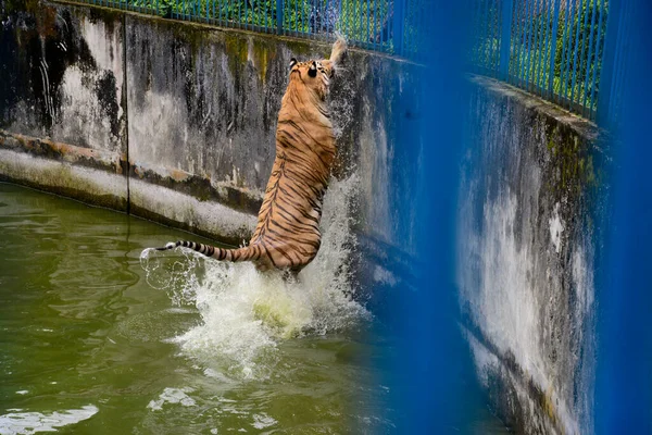 Królewski Tygrys Bengalski Ochładza Się Wodzie Zagrodzie Zoo Dhace Zamkniętej — Zdjęcie stockowe