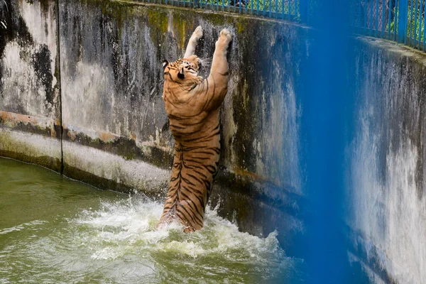 Królewski Tygrys Bengalski Ochładza Się Wodzie Zagrodzie Zoo Dhace Zamkniętej — Zdjęcie stockowe